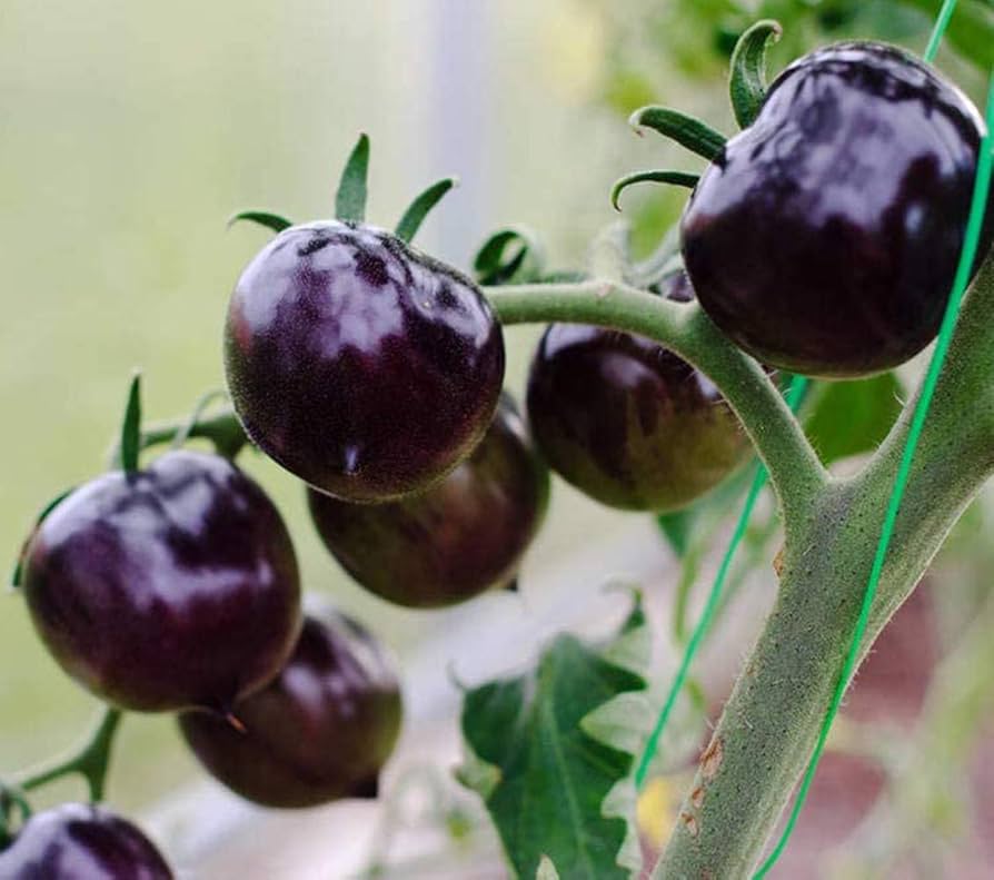 Purple Tomato Solanum lycopersicum seeds for garden planting