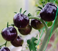 Purple Tomato Solanum lycopersicum seeds for garden planting