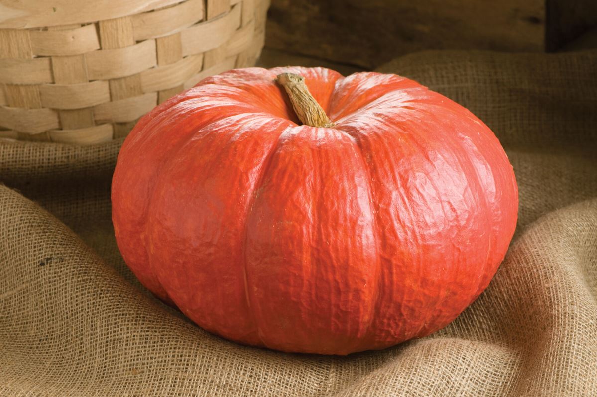 Rouge Vif D’Etampes – Pumpkin Seed