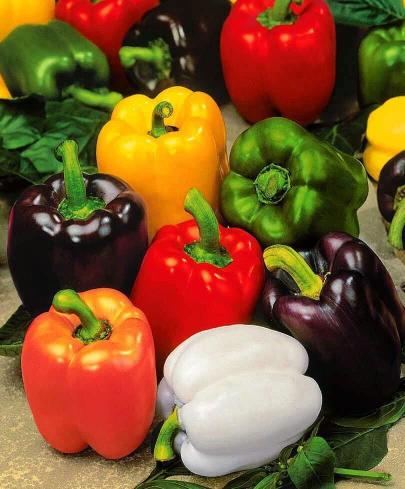 Capsicum Mix Color Bell Pepper  Vegetable Seeds