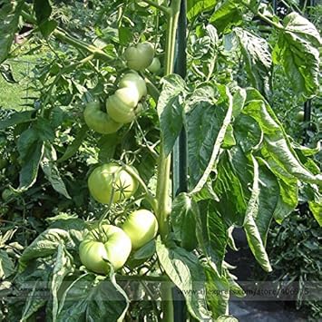 Green Tomato Seeds for Planting - 100 pcs
