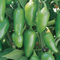 Early Jalapeno – Organic Jalapeno Seed