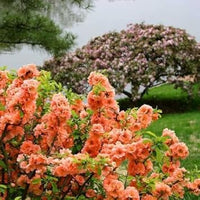 Yellow Quince Fruit Seeds - Grow This Aromatic, Tasty Fruit at Home 100 pcs