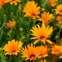 Orange Osteospermum Flower Seeds, Heirloom, Non-GMO Seeds for Planting