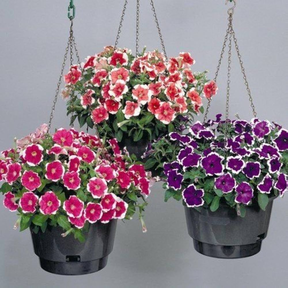 Double Petal Semi-Hanging Petunia Flower Seeds for Indoor and Outdoor Planting
