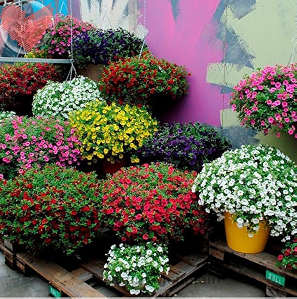 Petunia (‘Best Yet’ Salmon Chiffon) for planting in garden
