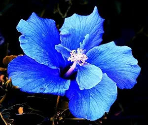 Blue Giant Hibiscus Flower Seeds – Potted & Yard Plant