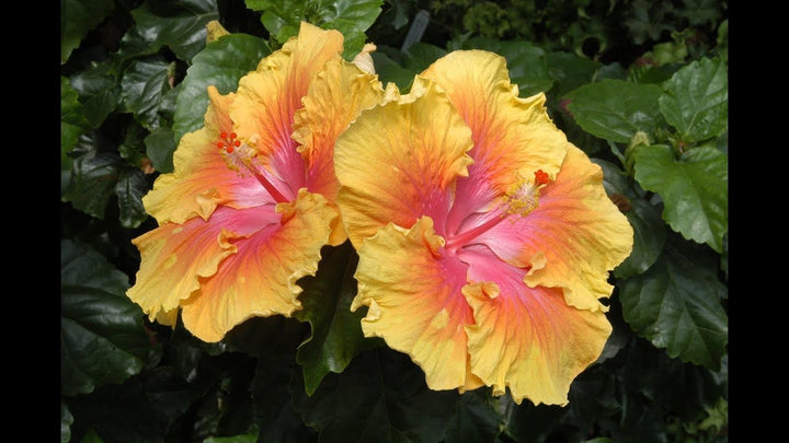 Hibiscus Flower Seeds for Planting – Tropical Blooms, Heirloom, Non-GMO, Flower Seeds