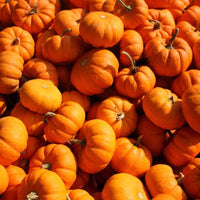 Burlone F1 Pumpkin seeds – hybrid variety for carving and baking