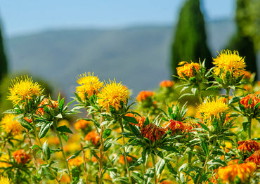 Heirloom Non-GMO Safflower Seeds for Planting – Drought-Tolerant Medicinal Flower Seeds