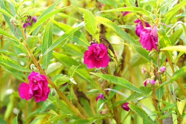 Heirloom Non-GMO Pink Camellia Flower Seeds for Planting – Elegant Ornamental Bloom Seeds