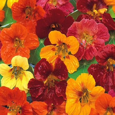 Heirloom Nasturtium Jewel Seeds – Non-GMO Flower Seeds for Planting