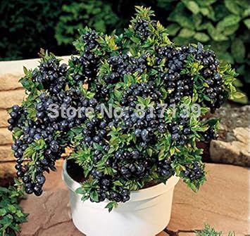 New Fresh 10pcs Black Myrtillus Fruit Seeds - Nutritious, Antioxidant-Rich Wild Blueberries 100 pcs