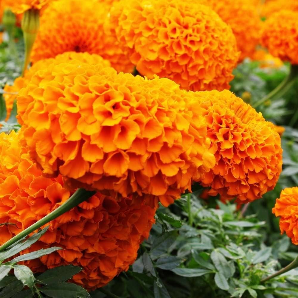Giant (Orange Hawaii Marigold flower) for planting in garden