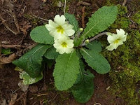 Light Green Primrose Flower Seeds - Heirloom & Non-GMO Seeds for Vibrant Garden Blooms