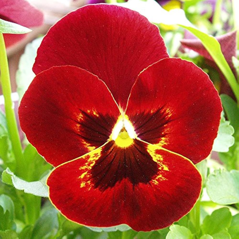 Viola (Sorbet Yellow Frost flower) for planting in garden