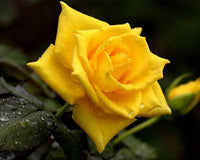 Heirloom Non-GMO Semillas de Rosas Flower Seeds for Planting – Fragrant Rose Garden Blooms