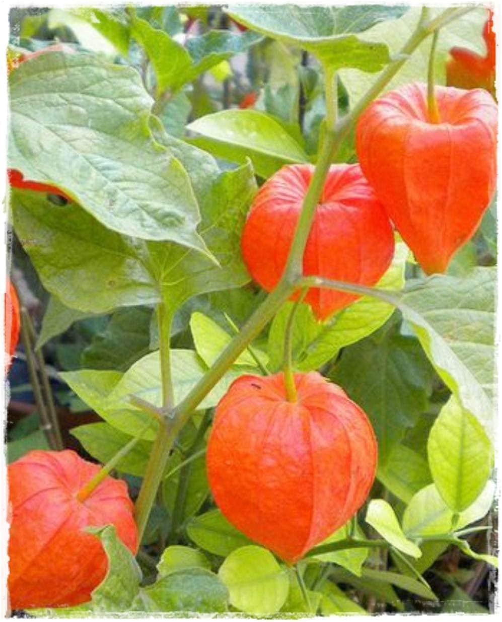 Physalis Fruit Seeds Red 100 pcs