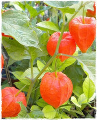 Physalis Fruit Seeds Red 100 pcs