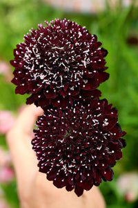 Queen Anne's lace flower Daucus carota Gothic black heirloom seeds for planting in decorative floral gardens