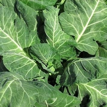 Green Collards Brassica oleracea seeds for garden planting