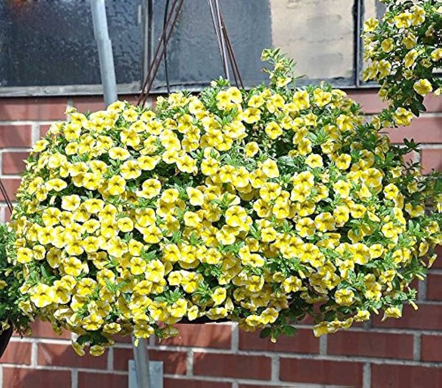 Lemon Slice Calibrachoa seeds for bright, cheerful yellow blooms that add vibrant color to hanging baskets or window boxes