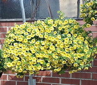 Lemon Slice Calibrachoa seeds for bright, cheerful yellow blooms that add vibrant color to hanging baskets or window boxes