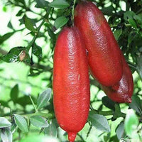 Finger Lime Mixed Colors Rare Citrus Fruit Seeds for Planting