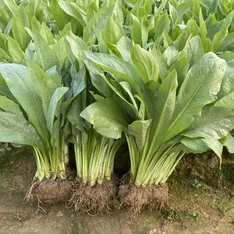 Sweet Leaf Lettuce Seeds