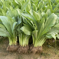 Sweet Leaf Lettuce Seeds