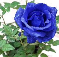 Blue Climbing Rose F2 Perennial Flower Seeds