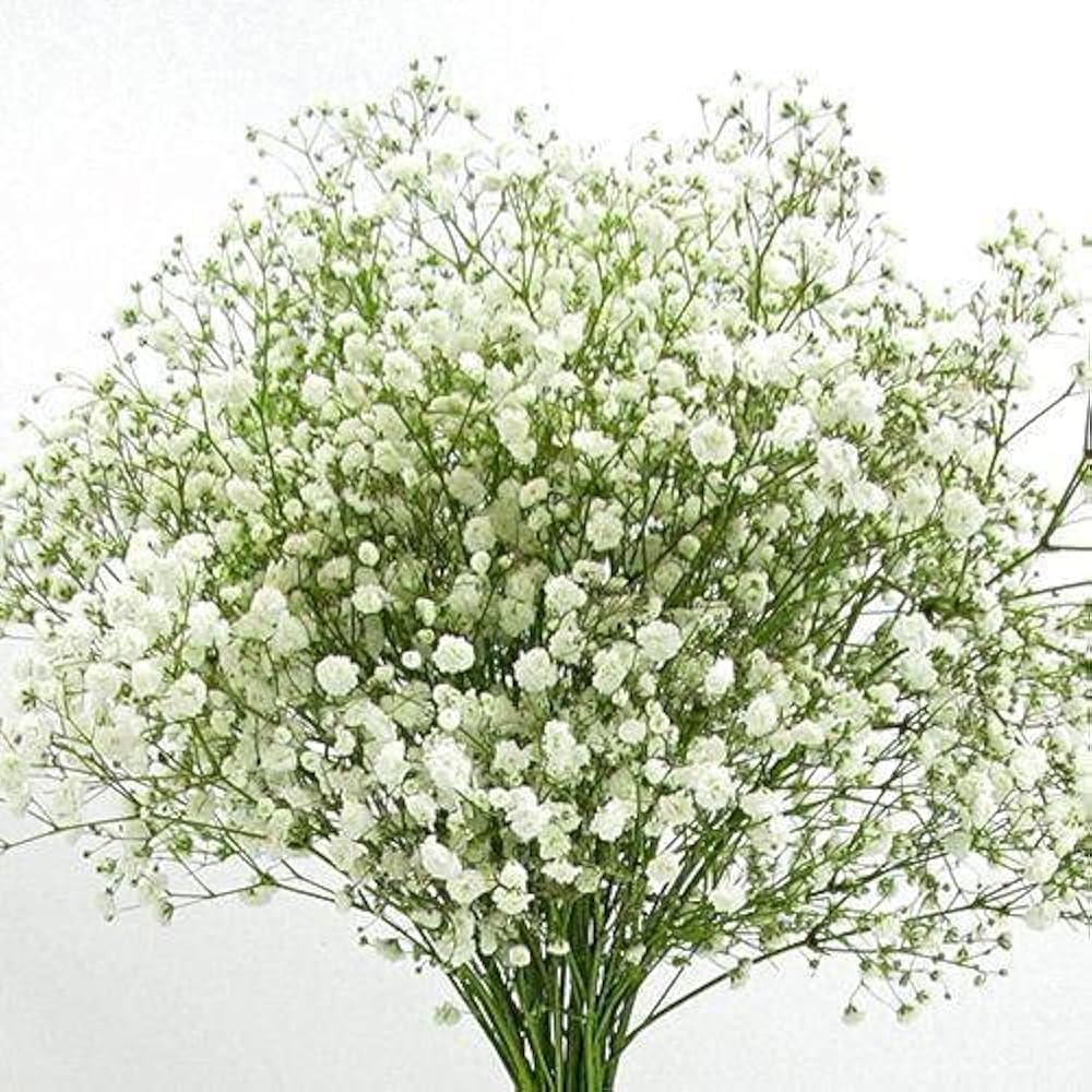 Gypsophila Paniculata Perennial Garden Flower Seeds