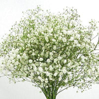 Gypsophila Paniculata Perennial Garden Flower Seeds