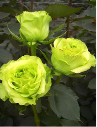 Mini Green Rose Flower Seeds for Home Garden
