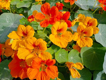 Nasturtium ‘Vesuvio’ flower seeds (Tropaeolum) – fiery trailing annual