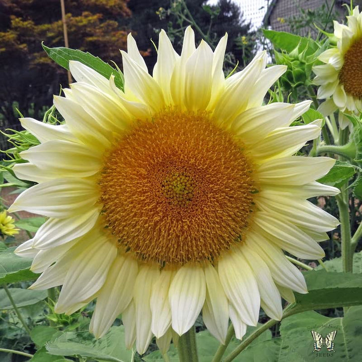 Heirloom Non-GMO Helianthus Flower Seeds for Planting – Bright Sunflower Variety