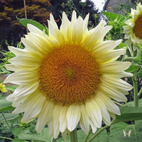 Heirloom Non-GMO Helianthus Flower Seeds for Planting – Bright Sunflower Variety