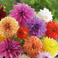 Patio Dahlia Mixture