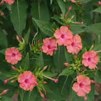 Four O'Clocks- Salmon Sunset