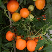 Sunrise Sauce – Tomato Seed