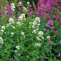Mixed Jupiter's Flower Seeds for Planting - 100 pcs