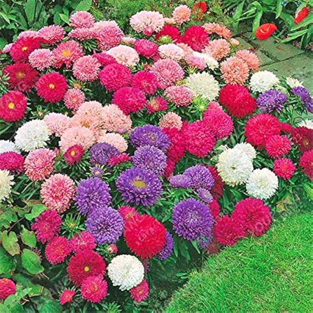 Aster Rainbow Chrysanthemum Perennial Flower Seeds for Home and Garden