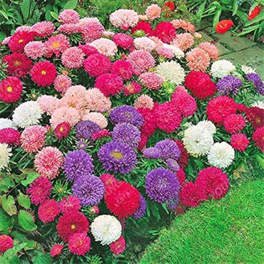 Aster Rainbow Chrysanthemum Perennial Flower Seeds for Home and Garden