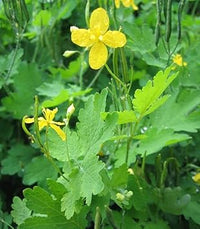 Heirloom Non-GMO Celidonia Flower Seeds for Wild Medicinal and Shade Garden Planting