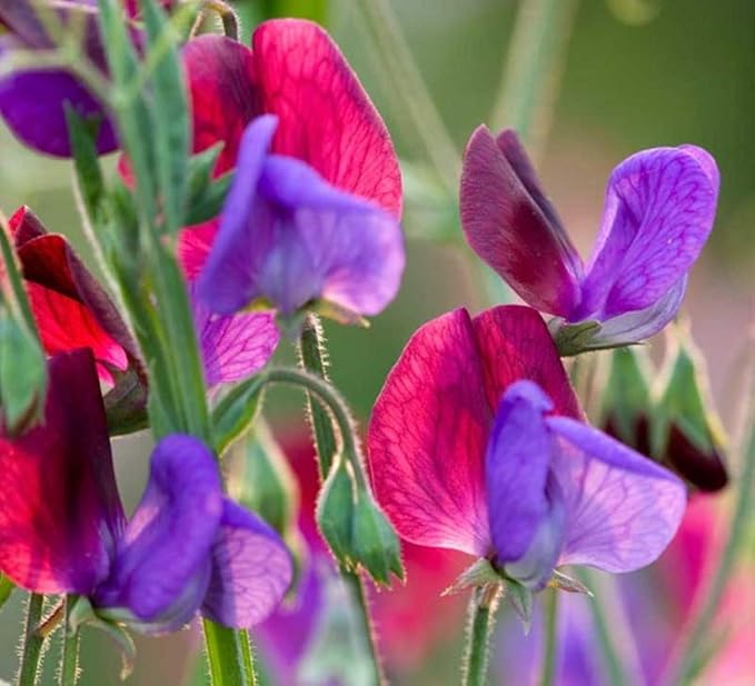 Heirloom Lathyrus Odoratus Flower Seeds, Non-GMO Fragrant Blooms for Garden Planting