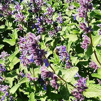 Green Cat Mint Seeds for Planting heirloom & Non-GMO Seeds