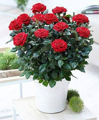 Oriental Beauty Rose Mixed Rose Flower - for planting in home garden