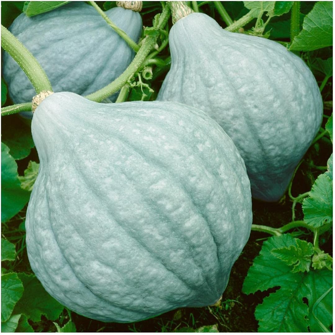 Hubbard Squash Vegetable Seeds for Planting - Heirloom and Non-GMO Garden Seeds
