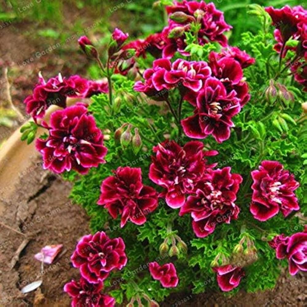 Geranium seeds (Pelargonium peltatum, perennial) growing into trailing geraniums with colorful, clustered flowers perfect for containers or beds