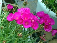 Heirloom Pink Calandrinia Umbellata Seeds, Non-GMO, Drought-Tolerant Flower for Garden Borders for planting in home garden